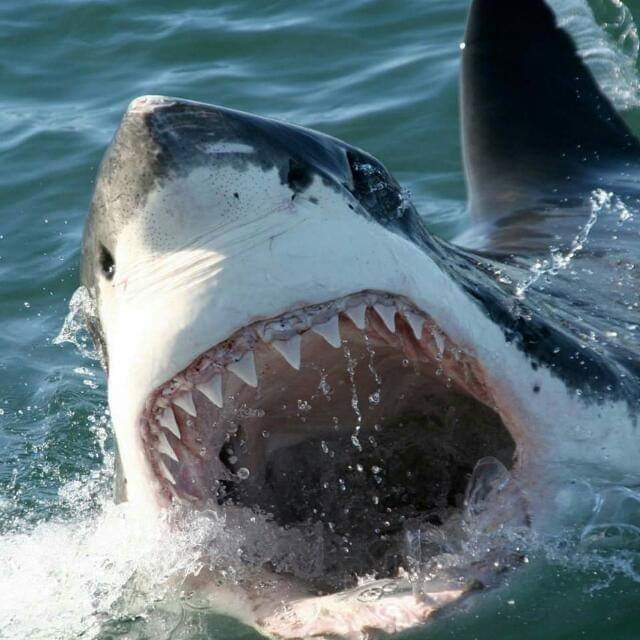 Shark Cage Diving