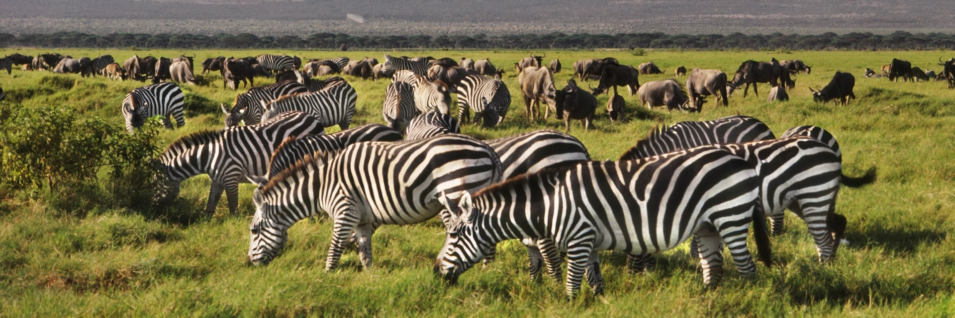 Nairobi - Amboseli
