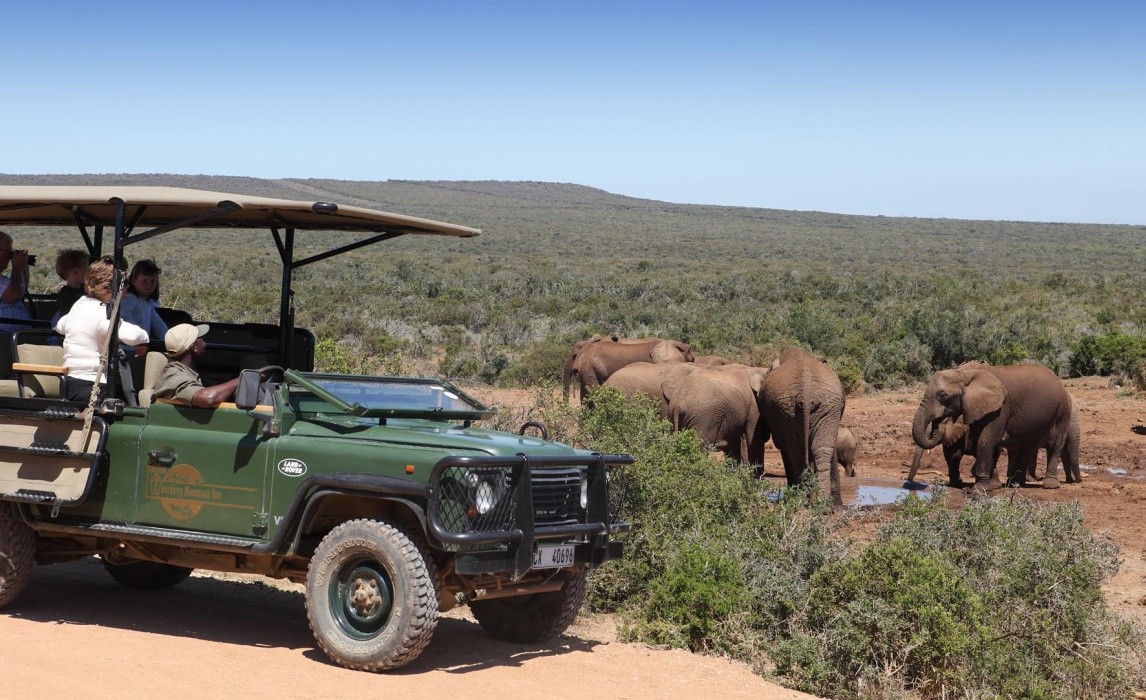 Addo Park Safari Tour