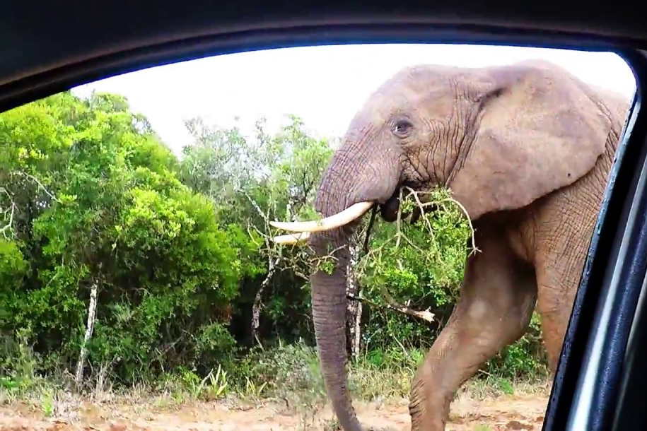 Addo