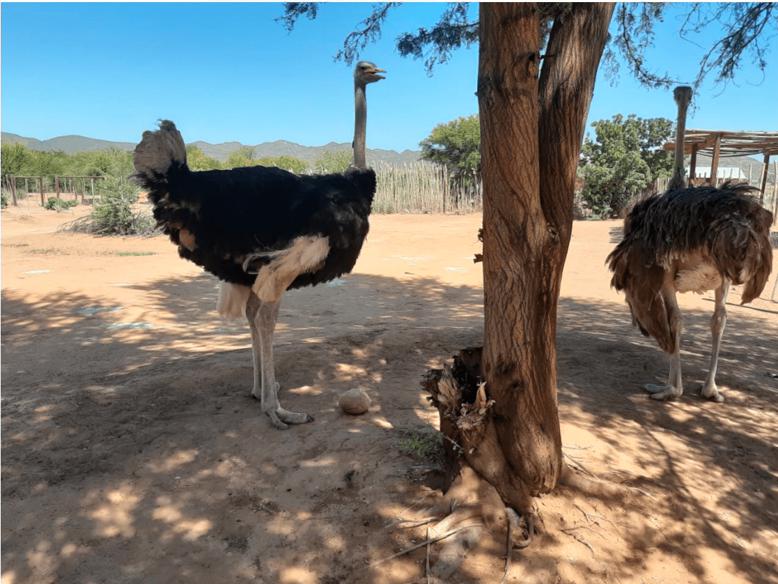 Oudtshoorn Day Trip