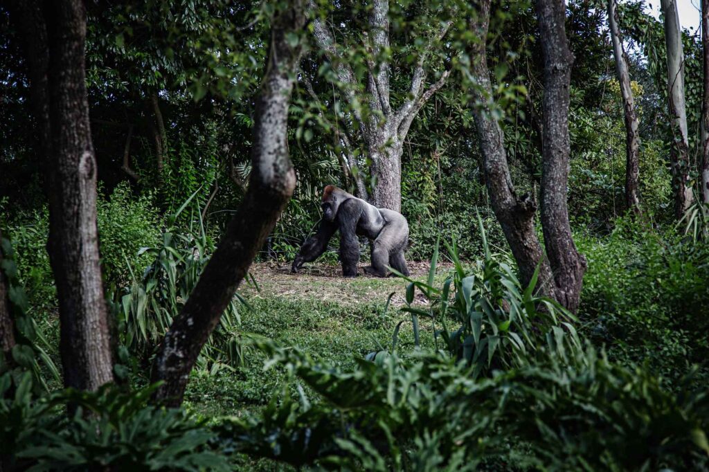 Uganda Tour