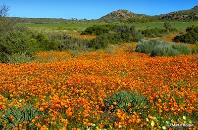 West Coast of South Africa and the Namaqualand Flowers, South Africa
