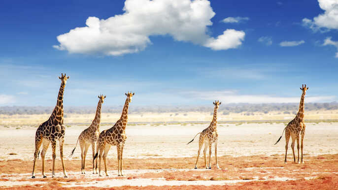 Etosha National Park, Namibia