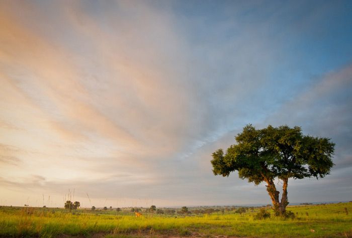 Game Drive, Boat cruise & Optional Hike in Murchison Falls National Park