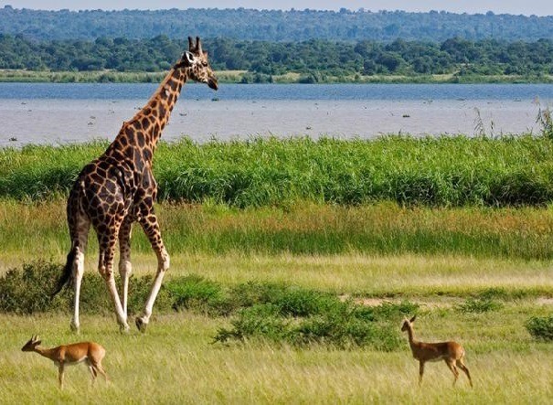 Transfer to Queen Elizabeth National Park