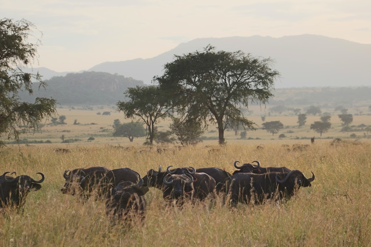 4 Day Safari - Serengeti