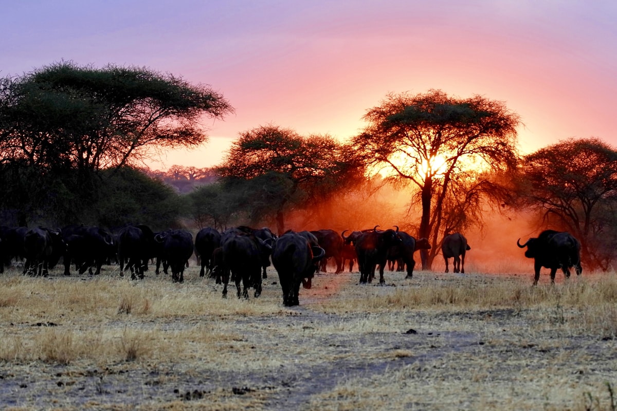 4 Day Safari - Tarangire National Park