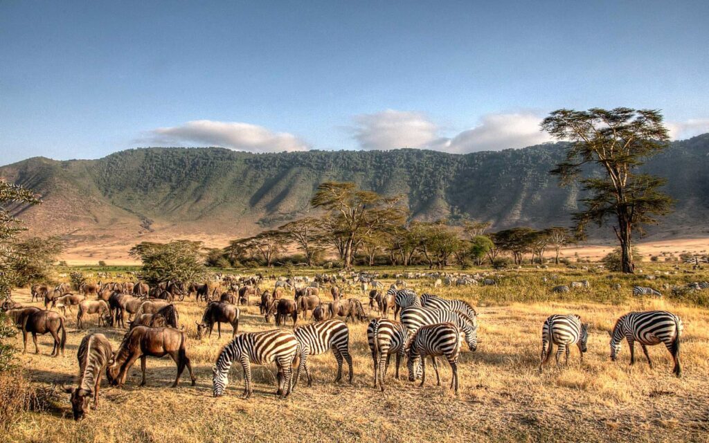 Tanzania Tour